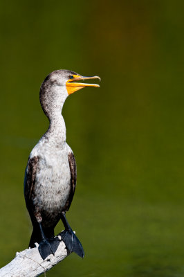 Cormoran  aigrettes -- Double-crested cormoran