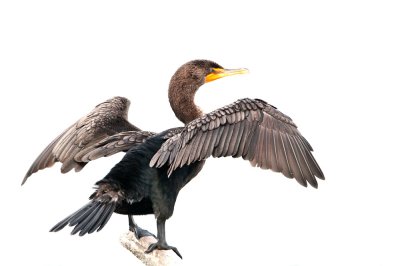 Cormoran  aigrettes en HK -- Double-crested cormoran in HK