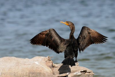 Cormoran  aigrettes -- Double-crested cormoran