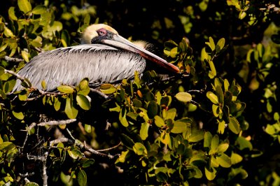 Plican brun  -- Brown pelican