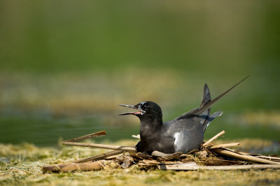 Guifette noire  -- Black Tern
