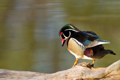Canard Branchu, mâle -- Wood Duck, male
