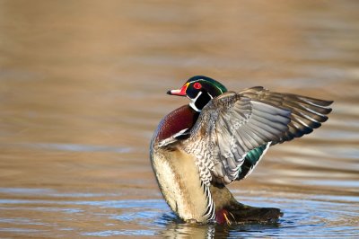 Canard Branchu, mâle -- Wood Duck, male