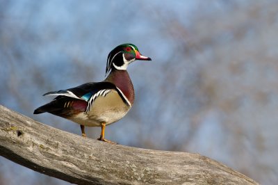 Canard Branchu, mle -- Wood Duck, male