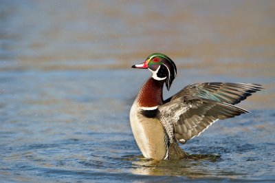 Canard Branchu, mle -- Wood Duck, male