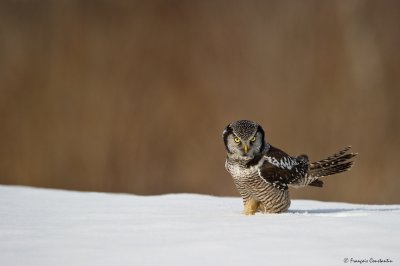 Chouette pervire -- Northern Hawk-Owl