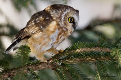 Petite nyctale -- Northern Saw-whet Owl