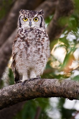 Grand-duc africain -- Spotted Eagle-Owl