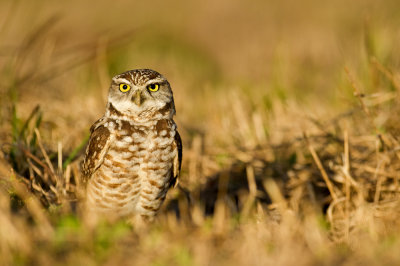 Chevche des terriers -- Burrowing Owl