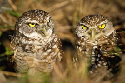 Chevches des terriers -- Burrowing Owl