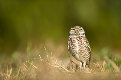 Chevche des terriers -- Burrowing Owl