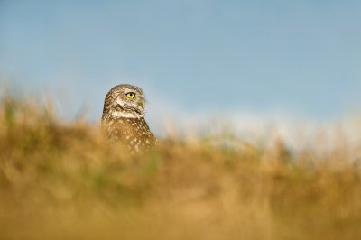 Chevche des terriers -- Burrowing Owl