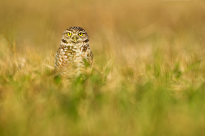 Chevche des terriers -- Burrowing Owl