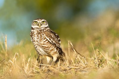 Chevche des terriers -- Burrowing Owl