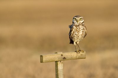 Chevche des terriers -- Burrowing Owl