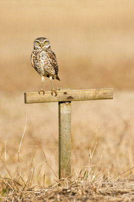 Chevche des terriers -- Burrowing Owl