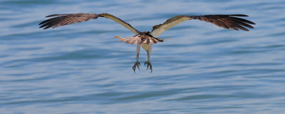 Balbuzard Pcheur -- Osprey