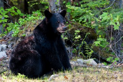 Ours noir