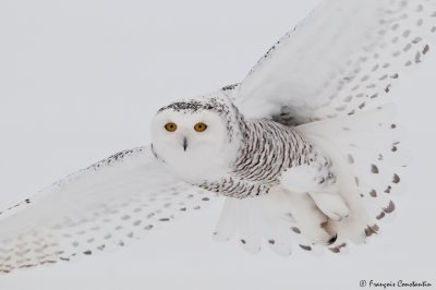 Harfang des Neiges -- Snowy owl
