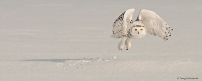 Harfang des Neiges -- Snowy owl