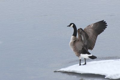 Bernache du Canada -- Canada Goose