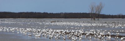 Oies des neiges -- Snow Goose