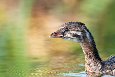 Grbe  bec bigarr  -- Pied-billed Grebe