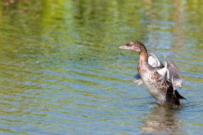 Grbe  bec bigarr  -- Pied-billed Grebe