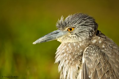 Bihoreau violac, juvnile  -- Yellow-crowned Night Heron, juvenile