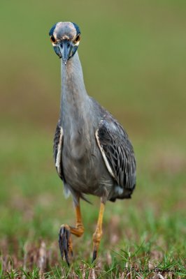 Bihoreau violac -- Yellow-crowned Night Heron