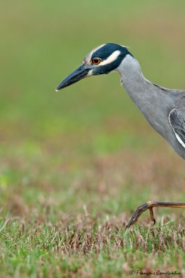 Bihoreau violac -- Yellow-crowned Night Heron