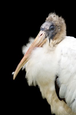 Tantale d'Amrique -- Wood Stork