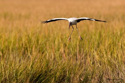 Tantale d'Amrique -- Wood Stork