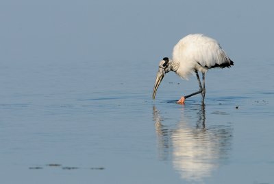 Tantale d'Amrique -- Wood Stork