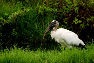 Tantale d'Amrique -- Wood Stork