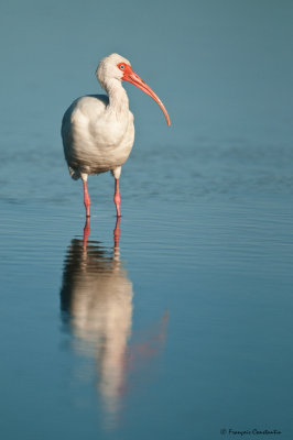 Ibis blanc -- American White Ibis