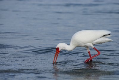 Ibis blanc -- American White Ibis