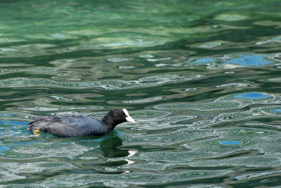 Foulque macroule -- Eurasian Coot