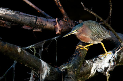 Hron vert -- Green Heron