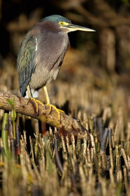 Héron vert -- Green Heron
