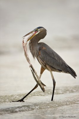 Grand hron -- Great Blue Heron