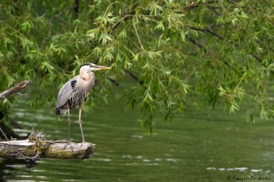 Grand hron -- Great Blue Heron