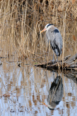 Grand hron -- Great Blue Heron