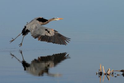 Grand héron -- Great Blue Heron