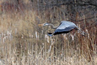 Grand héron -- Great Blue Heron
