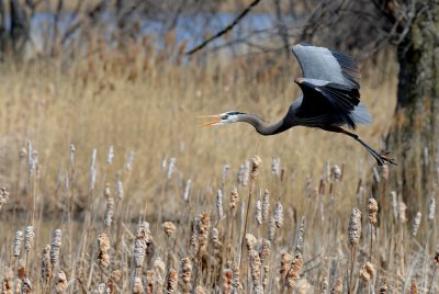 Grand héron -- Great Blue Heron