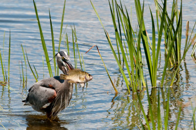 Grand héron -- Great Blue Heron