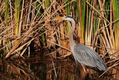 Grand hron -- Great Blue Heron