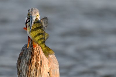 Grand hron -- Great Blue Heron