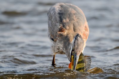 Grand héron -- Great Blue Heron